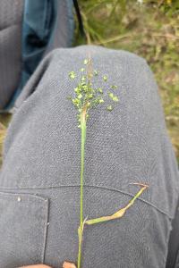 <i>Briza minor</i>