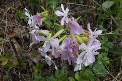 <i>Saponaria officinalis</i>