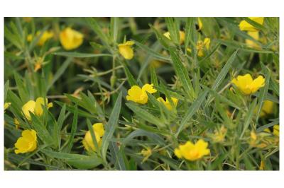 <i>Ludwigia grandiflora</i>