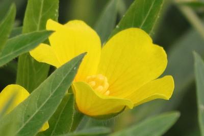 <i>Ludwigia grandiflora</i>