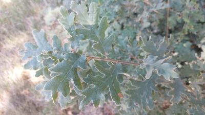 <i>Quercus pyrenaica</i>