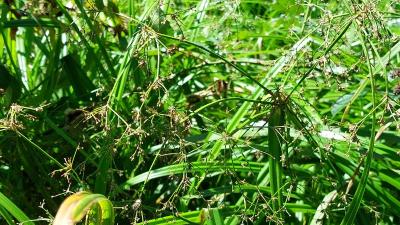 <i>Scirpus sylvaticus</i>