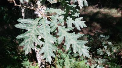 <i>Quercus pyrenaica</i>