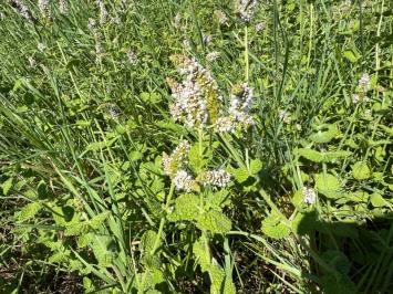 <i>Mentha suaveolens</i>