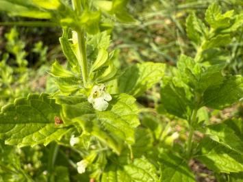 <i>Melissa officinalis</i>