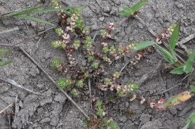<i>Illecebrum verticillatum</i>