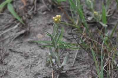 <i>Laphangium luteoalbum</i>
