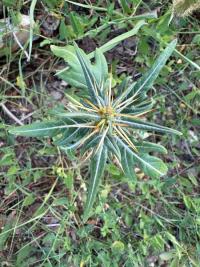<i>Xanthium spinosum</i>