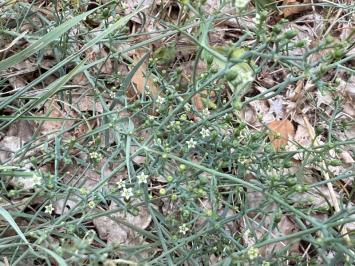 <i>Thesium humifusum</i>