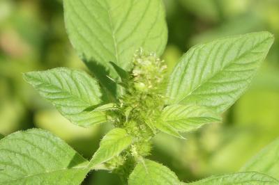 <i>Amaranthus</i>