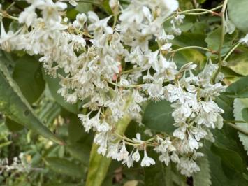 <i>Fallopia baldschuanica</i>