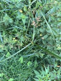 <i>Cyperus longus</i>