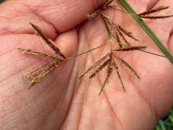 <i>Cyperus longus</i>