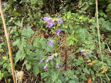 <i>Campanula trachelium</i>