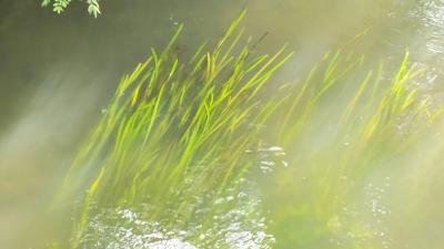 <i>Vallisneria spiralis</i>