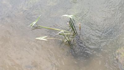 <i>Sagittaria sagittifolia</i>