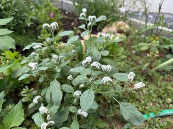 <i>Heliotropium europaeum</i>