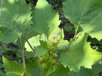 <i>Xanthium orientale</i>