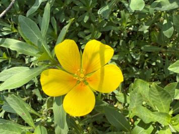 <i>Ludwigia grandiflora</i>