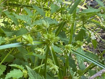 <i>Cyperus eragrostis</i>