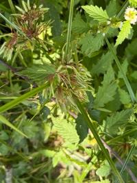 <i>Cyperus eragrostis</i>