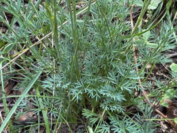 <i>Seseli montanum</i>