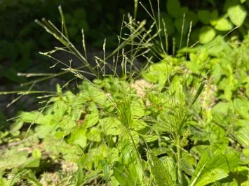 <i>Panicum capillare</i>