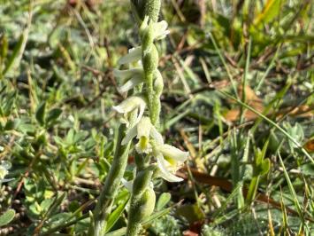 <i>Spiranthes spiralis</i>