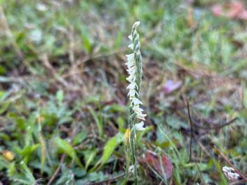<i>Spiranthes spiralis</i>