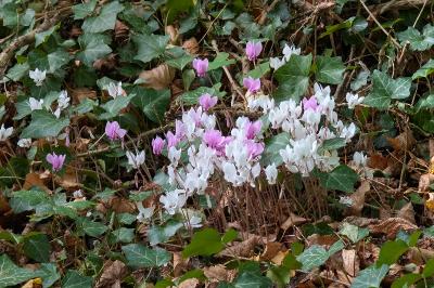 <i>Cyclamen hederifolium</i>