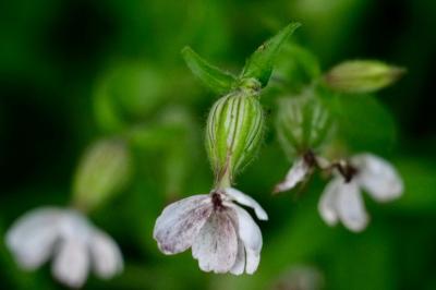 <i>Silene latifolia</i>