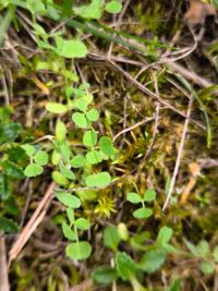 <i>Trifolium</i>