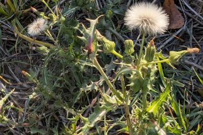 <i>Sonchus asper</i>