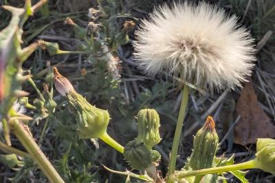 <i>Sonchus asper</i>