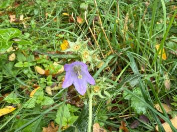 <i>Campanula trachelium</i>
