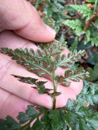 <i>Asplenium adiantum-nigrum</i>