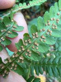 <i>Dryopteris filix-mas</i>