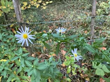 <i>Symphyotrichum</i>