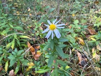 <i>Symphyotrichum</i>