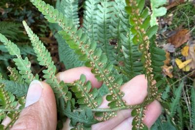 <i>Dryopteris filix-mas</i>