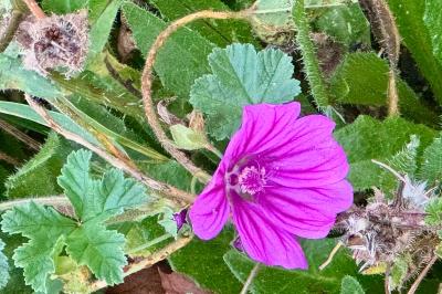 <i>Malva sylvestris</i>