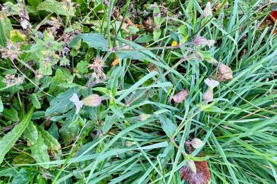 <i>Silene</i>