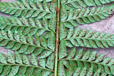 <i>Polystichum aculeatum</i>