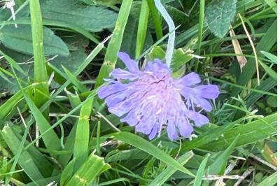 <i>Knautia arvensis</i>