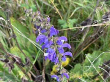 <i>Salvia pratensis</i>