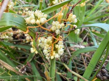<i>Cuscuta</i>