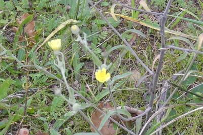 <i>Andryala integrifolia</i>
