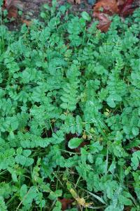 <i>Erodium moschatum</i>