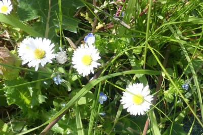 <i>Bellis perennis</i>