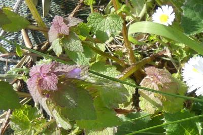 <i>Lamium purpureum</i>